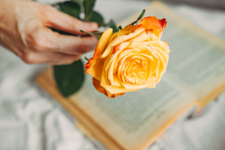 Yellow rose on the book. aesthetics of rose. atmospheric frame with flower. hand holding flower