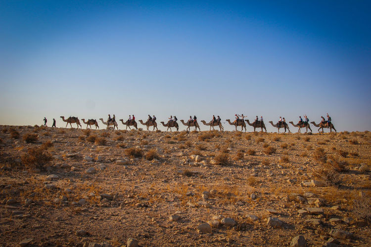 Camel train on field against clear blue sky