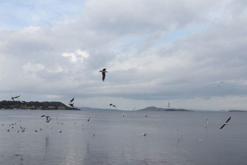 Seagulls and sea