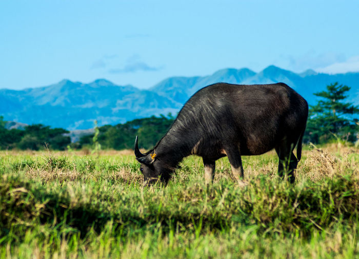 Water buffalo grazing in field