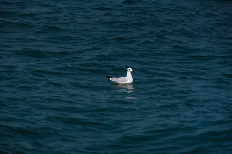 Bird swimming in sea