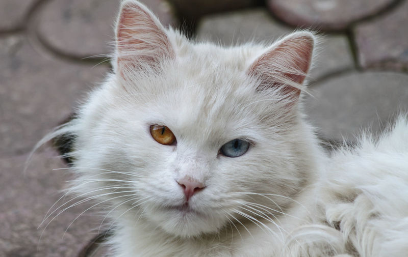 A domestic white cat with an orange blue eye