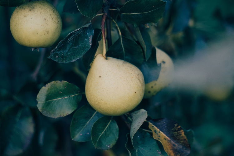 Close-up of pears growing on tree