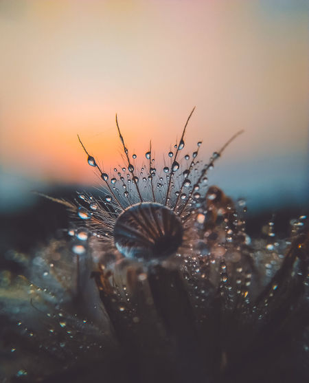 Close-up of wet dandelion against sea during sunset