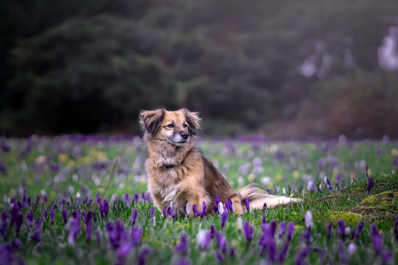 Portrait of a dog on land