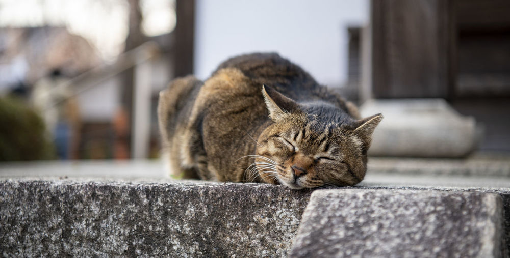 Cat resting on retaining wall