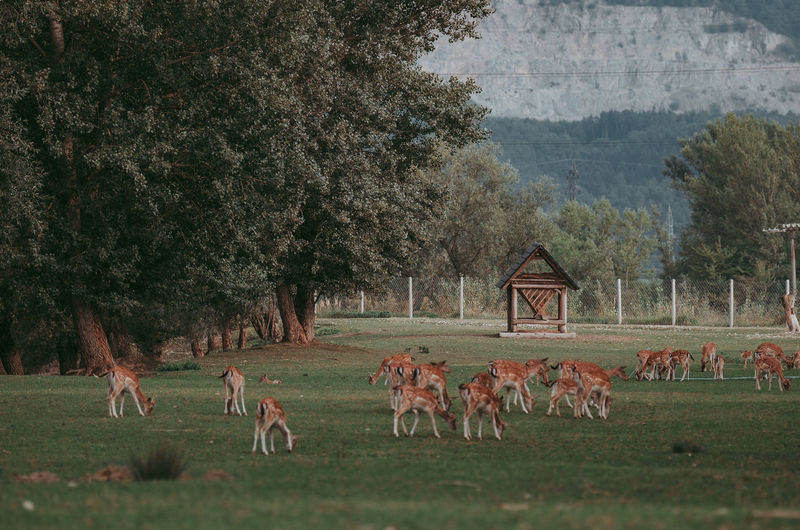 Deer grazing in a field