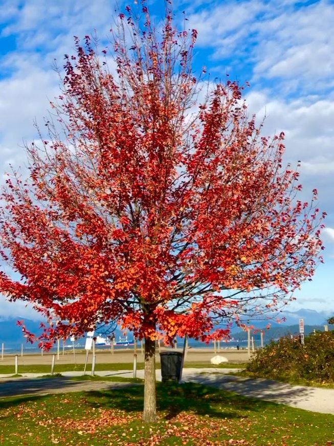 RED FLOWERING TREE IN AUTUMN