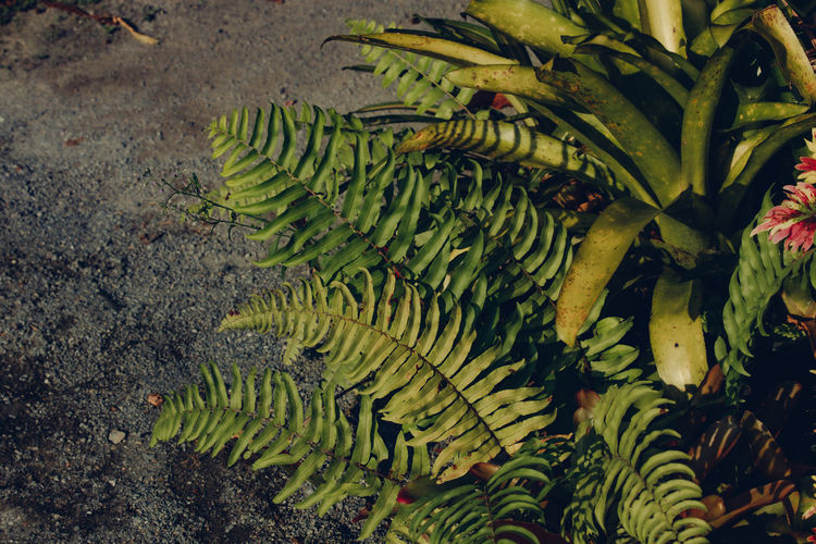 Close-up of banana tree