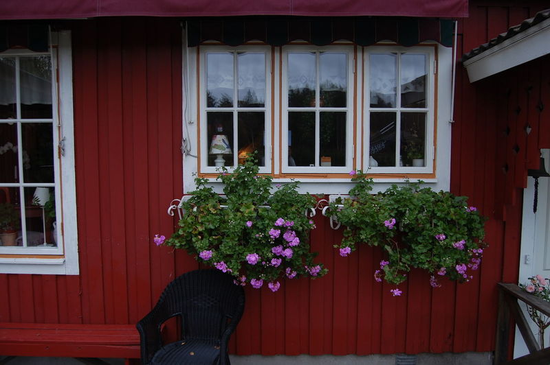 Flowers on window of house