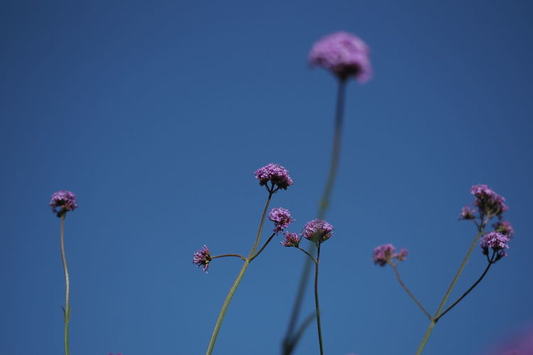 Low angle view of pink flowering plants against blue sky
