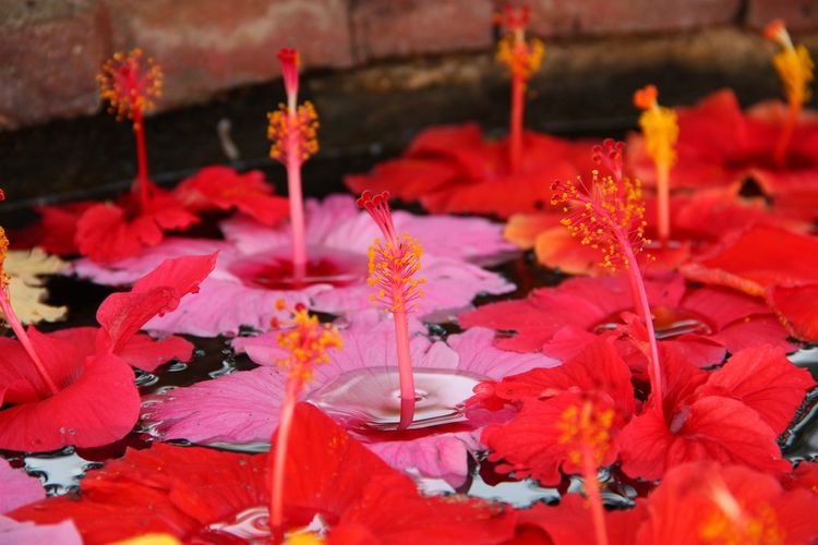 Close-up of hibiscuses floating on water