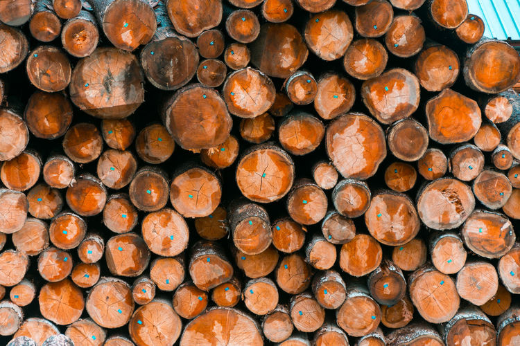 Full frame shot of logs in forest