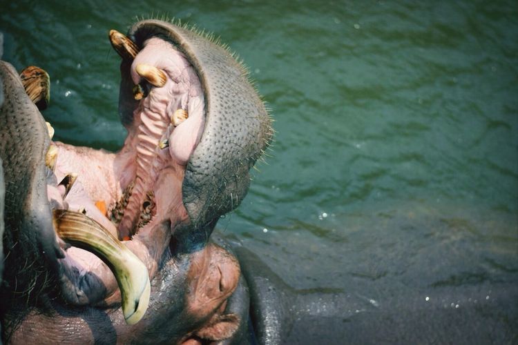 Close-up of hippopotamus swimming in water