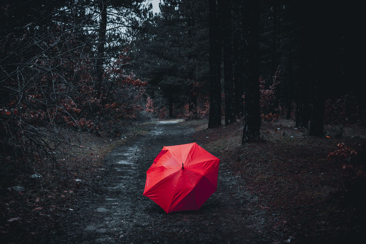 View of red umbrella in forest