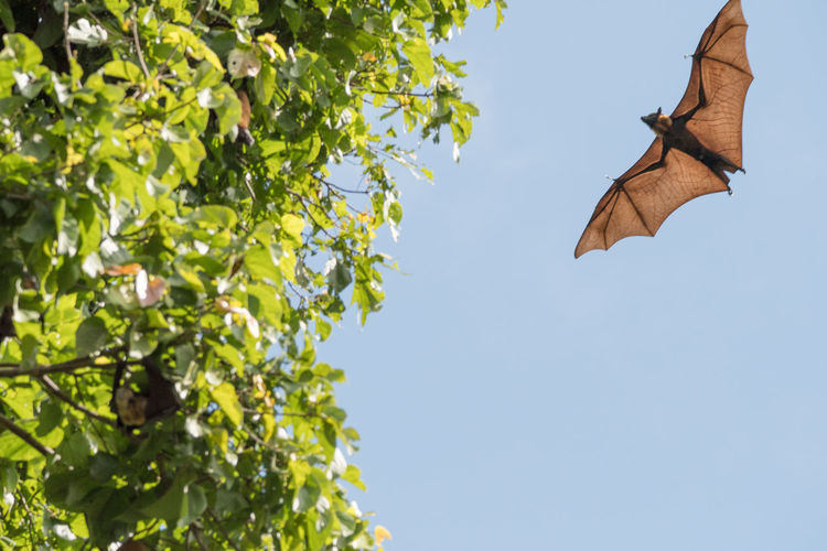 Low angle view of bat flying by tree against sky