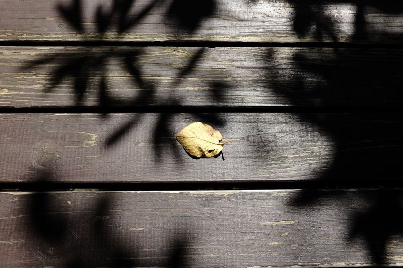 High angle view of cat on wooden table
