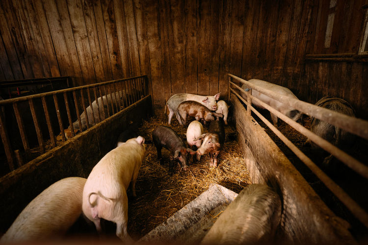 High angle view of pig animal in barn