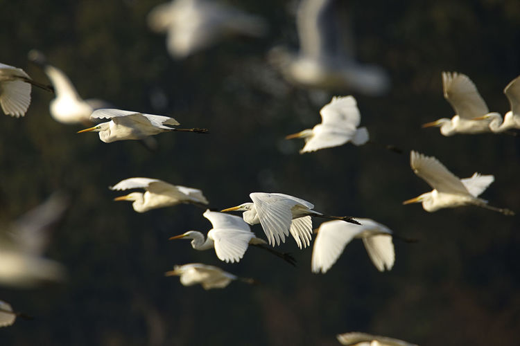 The large group of the great egret in flight, crna mlaka