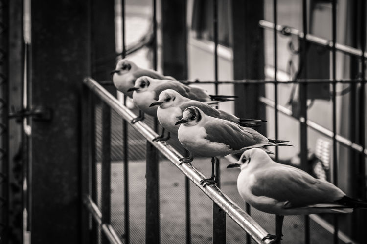 Close-up of birds on railing