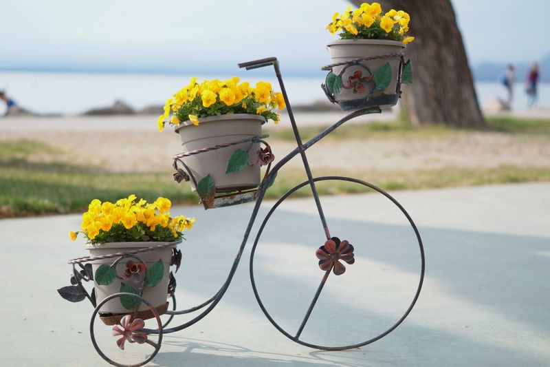 Yellow flowers in bicycle metallic structure