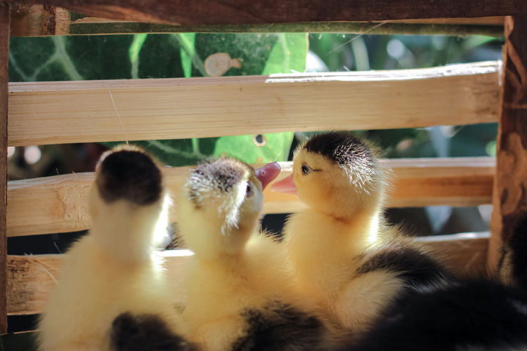 Three ducklings were watching the outside world so comely.