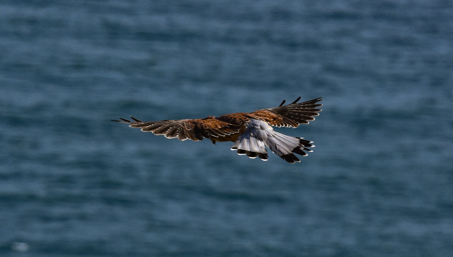 Low angle view of eagle flying over sea