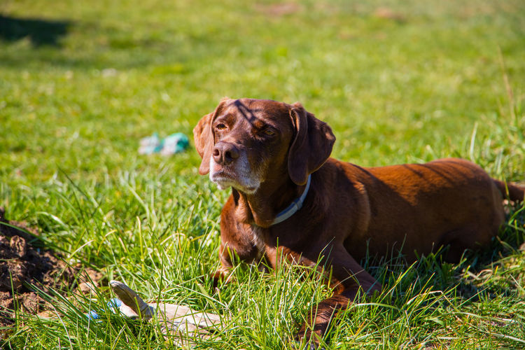 Dog looking away on field