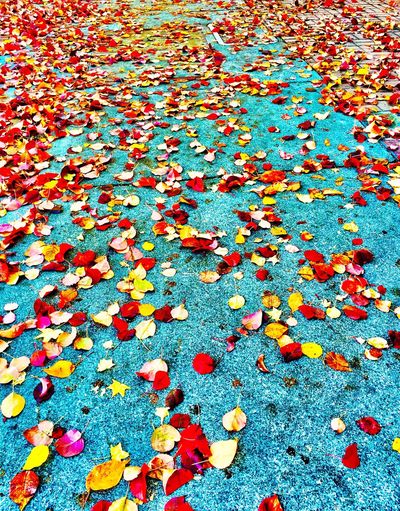 Full frame shot of autumn leaves