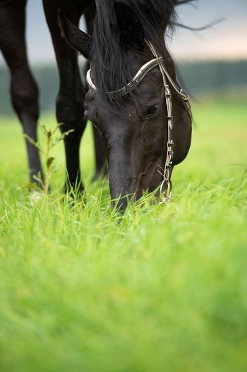 grass
