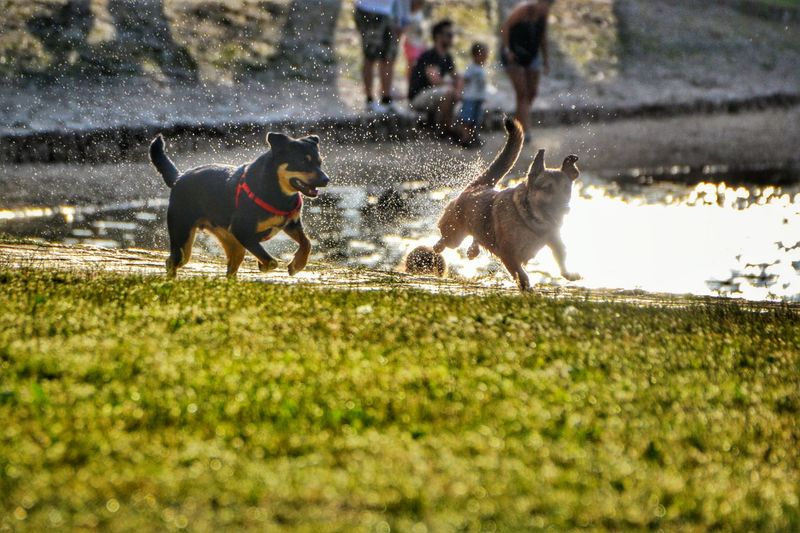 Dogs running at lakeshore
