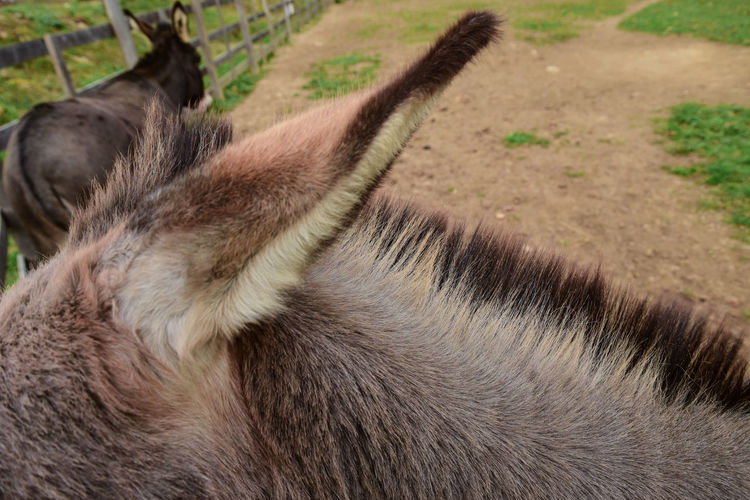 Close-up of donkey