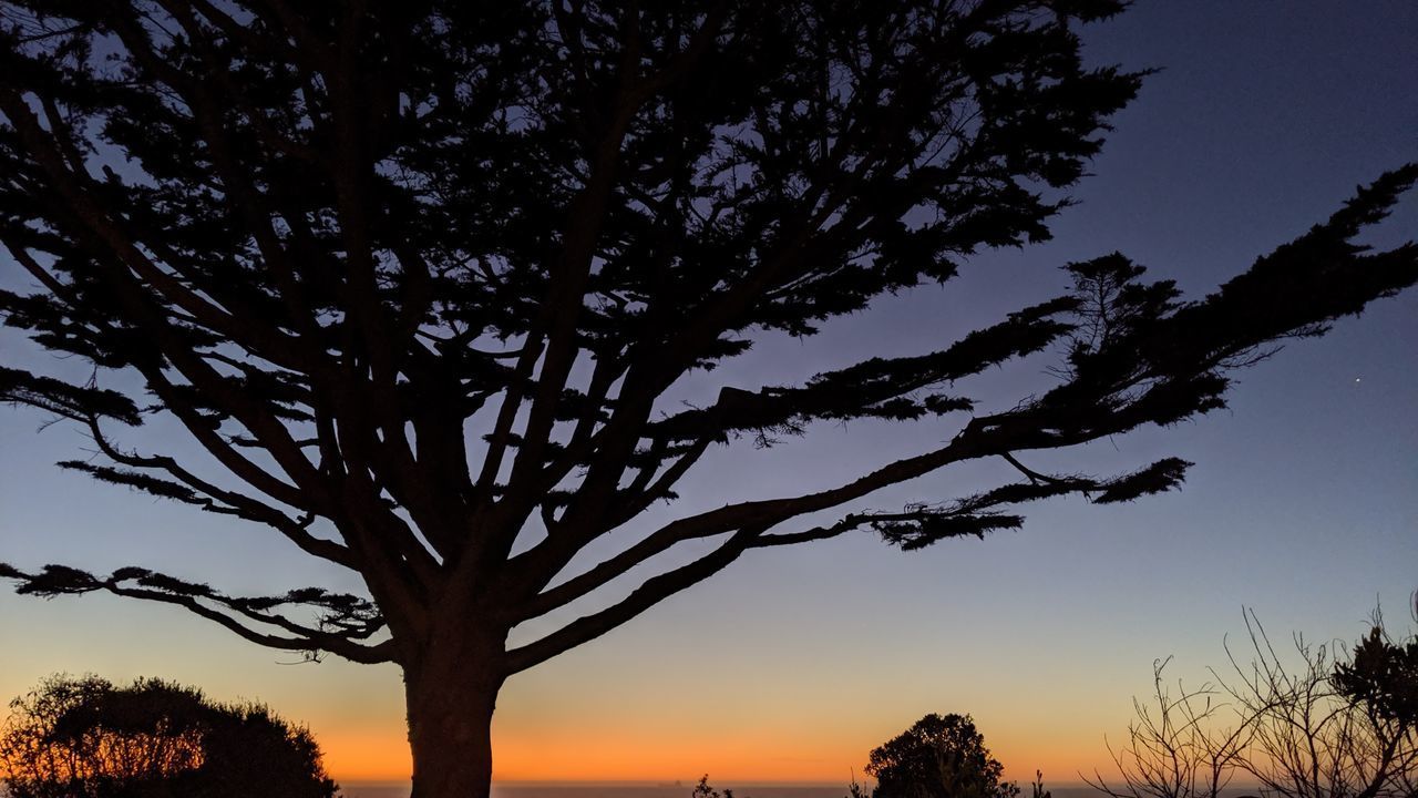 LOW ANGLE VIEW OF SILHOUETTE BARE TREE AGAINST SKY DURING SUNSET