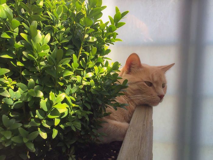 Cat relaxing by tree