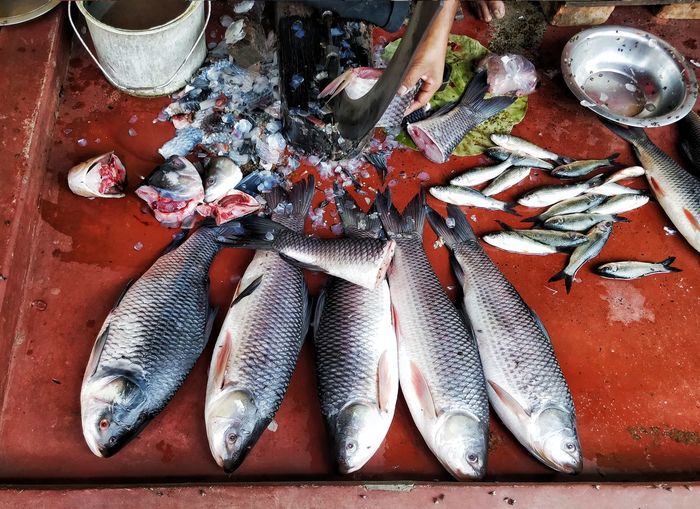 High angle view of fish for sale in market in bengal, india