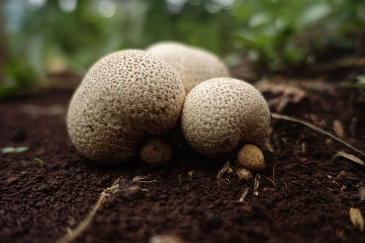 Close-up picture  of earth ball mushrooms growing on field