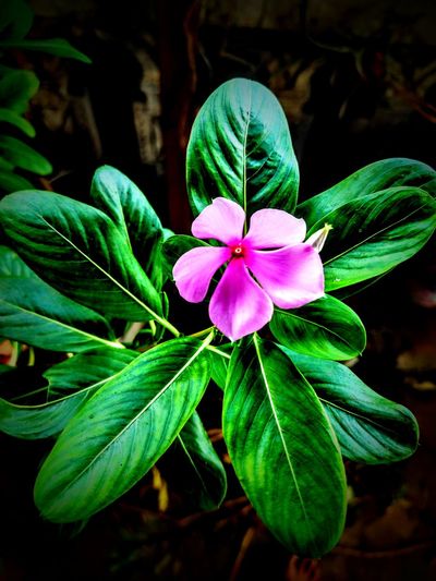 Close-up of pink flowering plant