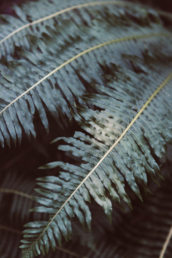 Close-up of feather on dry leaves