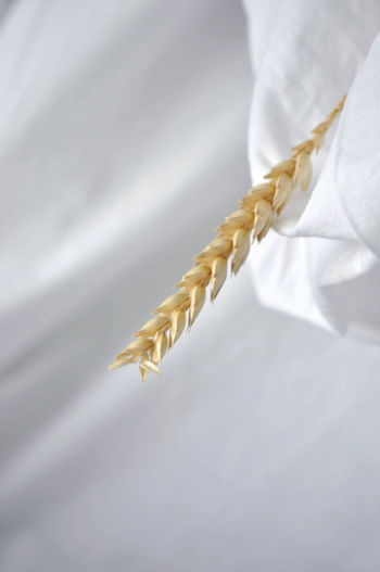 Close-up of wheat grass