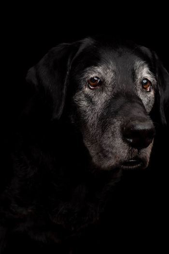 Close-up of dog against black background