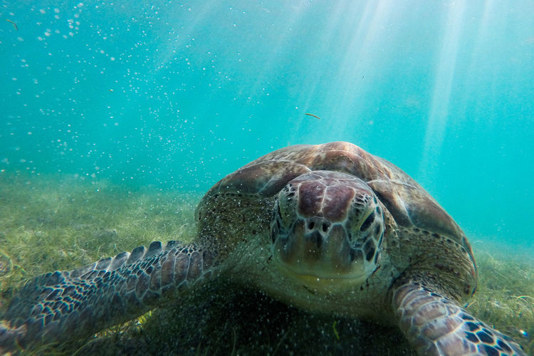 Close-up portrait of turtle swimming in water