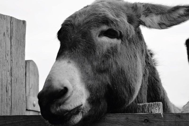 Close-up of donkey on wood