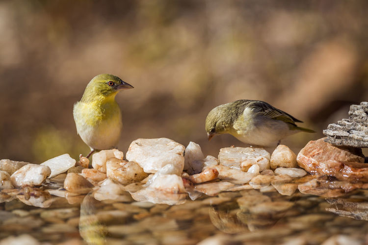 Close-up of birds perching on rock