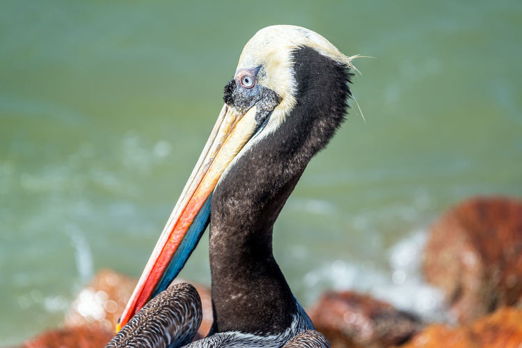 Close-up of pelican at sea shore
