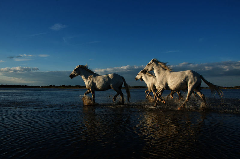 Horses in water against sky 