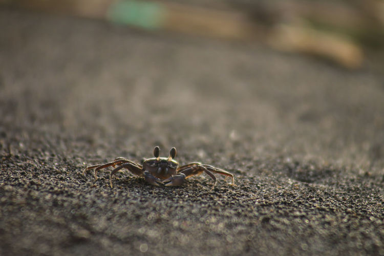 Close-up of spider on sand