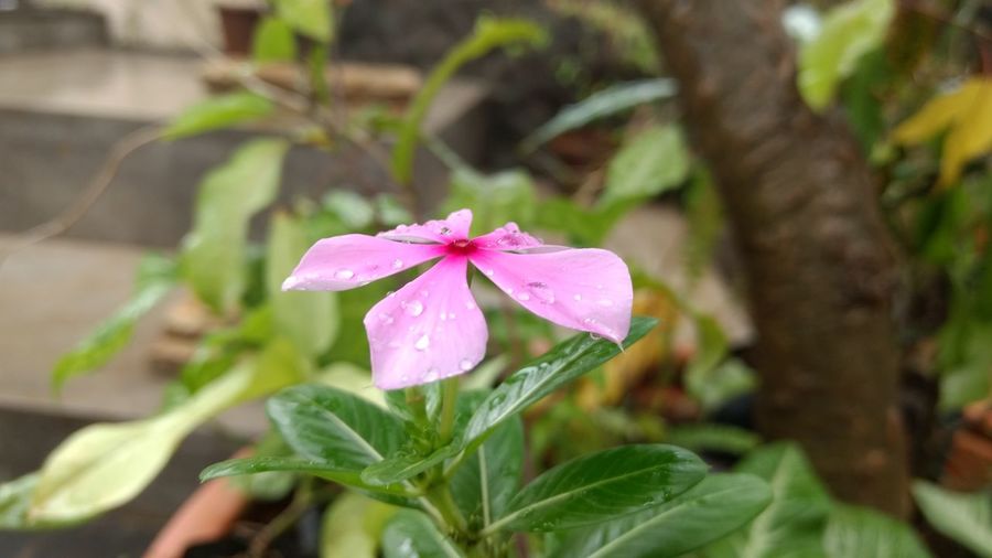 Close-up of wet pink periwinkle flower blooming in back yard
