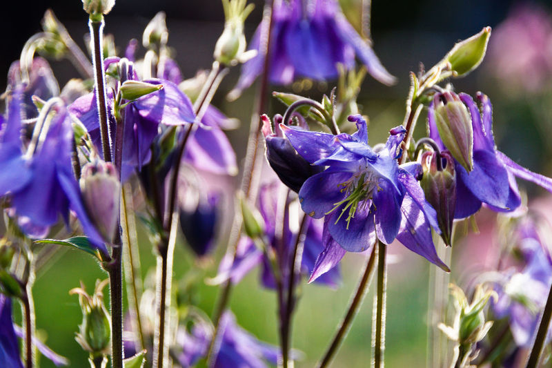 Close-up of purple flowering columbine