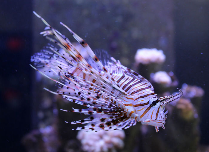 Pterois fish in a marine fish tank 