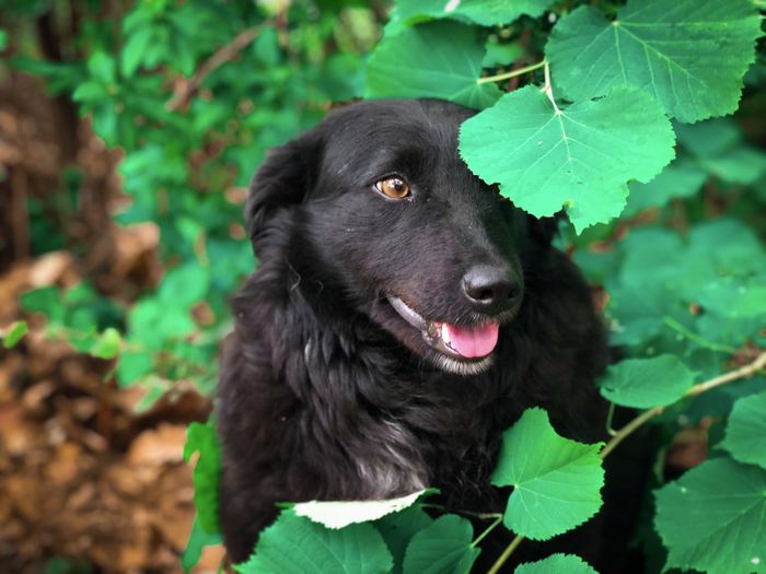 Black dog with half of the face covered with green leaves